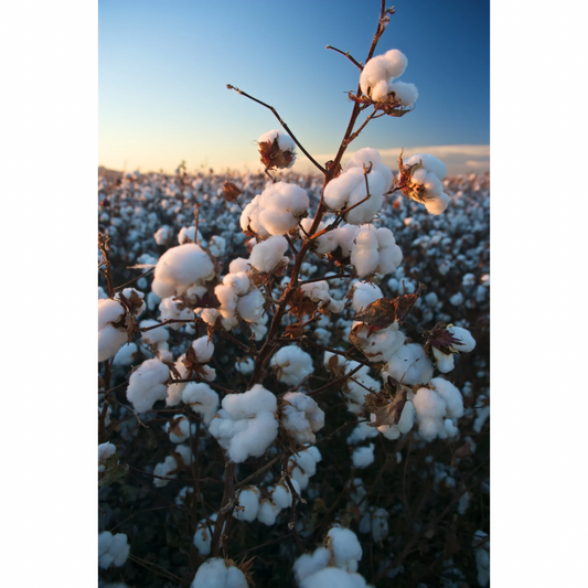 The Advantages of Organic Cotton: A Sustainable Choice